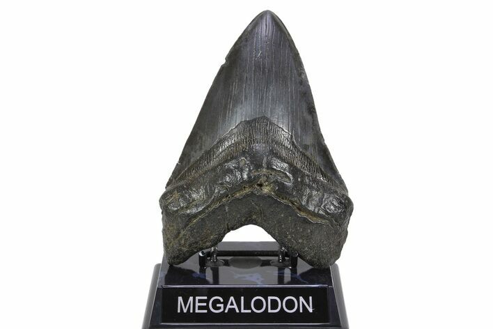 Fossil Megalodon Tooth - Massive River Meg #299725